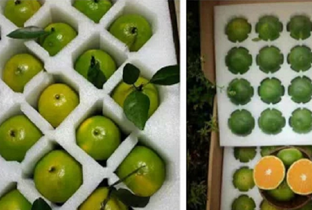 廠家直銷各種EPE珍珠棉泡沫、產品包裝泡沫、水果包裝泡沫等包裝盒內襯